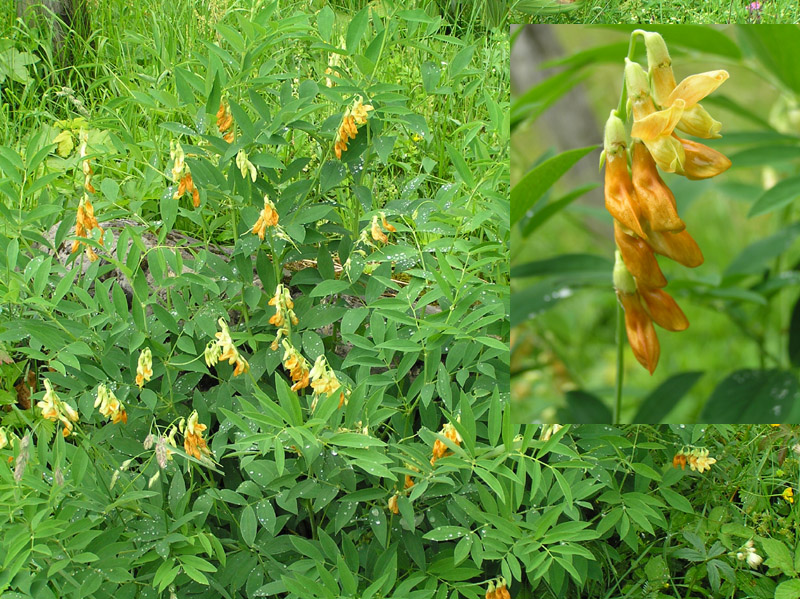 Lathyrus laevigatus subsp. occidentalis  / Cicerchia gialla